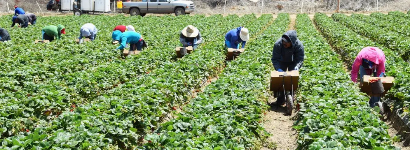 farmworkers bent over in a green field. They are picking strawberries and placing them in boxes.